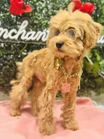 Seven, a male Poodle - Miniature  for sale in Fulshear, TX – Photo 3 of 6