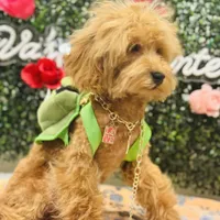 Seven, a male Poodle - Miniature  for sale in Fulshear, TX – Photo 4 of 6