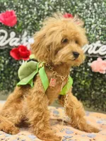 Seven, a male Poodle - Miniature  for sale in Fulshear, TX – Photo 4 of 6