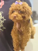 Torri, a female Poodle - Toy  for sale in Fulshear, TX – 4 of 5
