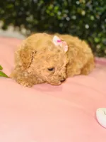 processed/7015ddc7-b2e0-401e-a005-9fa1eb3bff21/listing/55640eee-93a5-4c72-8afa-24da3ac92abf/185d8957-fc05-4c88-ac0c-070486833f04