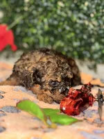 Poetry, a male Poodle - Toy  for sale in Fulshear, TX – Photo 1 of 4