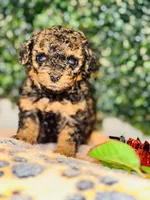 Poetry, a male Poodle - Toy  for sale in Fulshear, TX – Photo 3 of 4