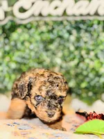 Poetry, a male Poodle - Toy  for sale in Fulshear, TX – Photo 2 of 4