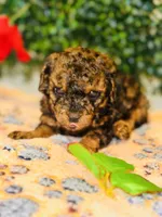 Poetry, a male Poodle - Toy  for sale in Fulshear, TX – Photo 4 of 4