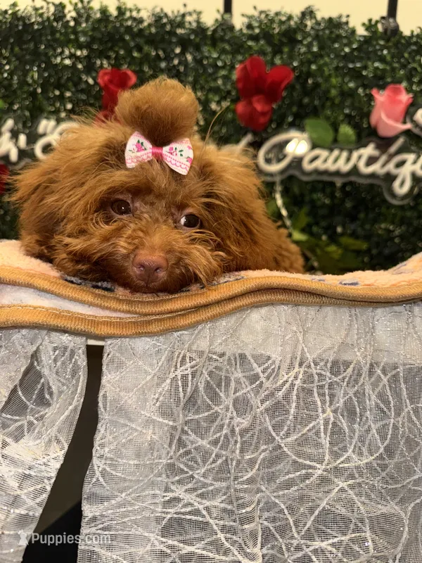 Torri – Poodle - Toy  puppy for sale in Fulshear, TX