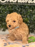 processed/7015ddc7-b2e0-401e-a005-9fa1eb3bff21/listing/81638aa0-b2f2-40ec-86f4-4133beb7d23a/1241ad1d-a8d4-41e9-82ac-57268bd5216a