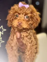 Torri, a female Poodle - Toy  for sale in Fulshear, TX – 3 of 5