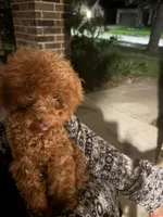 Torri, a female Poodle - Toy  for sale in Fulshear, TX – 2 of 5