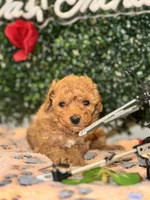 processed/7015ddc7-b2e0-401e-a005-9fa1eb3bff21/listing/a77df974-0bd7-4df9-932a-d651a86aa611/29ae3896-b2d2-4670-9225-83bdc31fd271