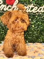 Ace, a male Poodle - Toy  for sale in Fulshear, TX – 2 of 4