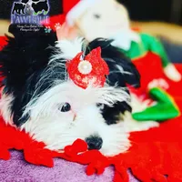 Isis, a female Yorkshire Terrier for sale in Fulshear, TX – Photo 1 of 5