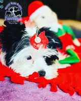 Isis, a female Yorkshire Terrier for sale in Fulshear, TX – Photo 1 of 5