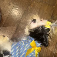 Isis, a female Yorkshire Terrier for sale in Fulshear, TX – Photo 5 of 5