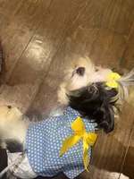 Isis, a female Yorkshire Terrier for sale in Fulshear, TX – Photo 5 of 5