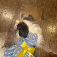 Isis, a female Yorkshire Terrier for sale in Fulshear, TX – Photo 3 of 5