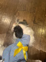 Isis, a female Yorkshire Terrier for sale in Fulshear, TX – Photo 3 of 5