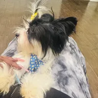 Isis, a female Yorkshire Terrier for sale in Fulshear, TX – Photo 2 of 5