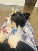 Isis, a female Yorkshire Terrier for sale in Fulshear, TX – Photo 2 of 5