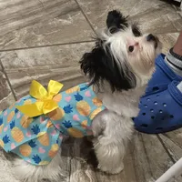 Isis, a female Yorkshire Terrier for sale in Fulshear, TX – Photo 4 of 5