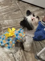 Isis, a female Yorkshire Terrier for sale in Fulshear, TX – Photo 4 of 5