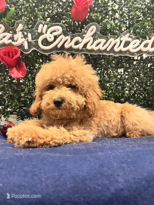 Adagio  – Poodle - Toy  puppy for sale in Fulshear, TX