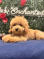 Adagio , a male Poodle - Toy  for sale in Fulshear, TX – 1 of 4