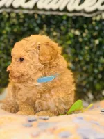 Adagio , a male Poodle - Toy  for sale in Fulshear, TX – Photo 2 of 4