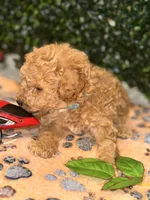 Adagio , a male Poodle - Toy  for sale in Fulshear, TX – Photo 3 of 4