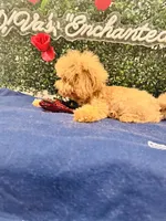 Adagio , a male Poodle - Toy  for sale in Fulshear, TX – 4 of 4