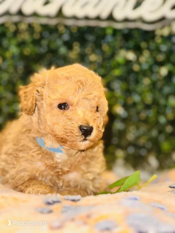 Adagio  – Poodle - Toy  puppy for sale in Fulshear, TX