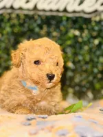 Adagio , a male Poodle - Toy  for sale in Fulshear, TX – Photo 1 of 4