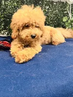 Adagio , a male Poodle - Toy  for sale in Fulshear, TX – 2 of 4