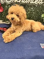 Adagio , a male Poodle - Toy  for sale in Fulshear, TX – 3 of 4