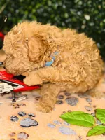 Adagio , a male Poodle - Toy  for sale in Fulshear, TX – Photo 4 of 4