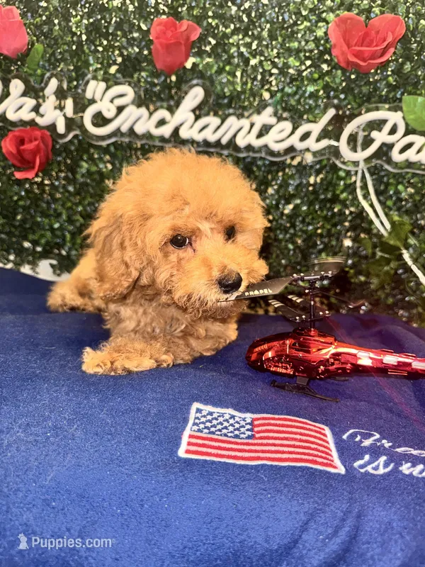Major  – Poodle - Toy  puppy for sale in Fulshear, TX