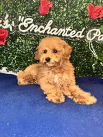 Major , a male Poodle - Toy  for sale in Fulshear, TX – 2 of 3
