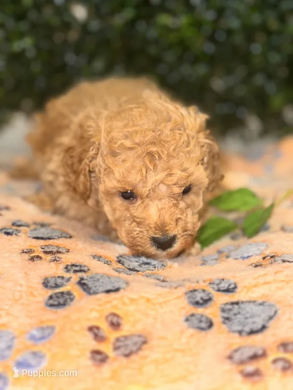 Major  – Poodle - Toy  puppy for sale in Fulshear, TX