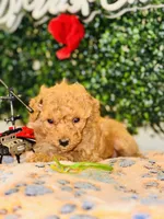 Major , a male Poodle - Toy  for sale in Fulshear, TX – Photo 2 of 2