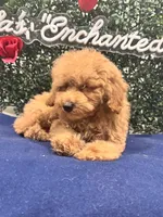 Major , a male Poodle - Toy  for sale in Fulshear, TX – 3 of 3
