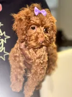 Torri, a female Poodle - Toy  for sale in Fulshear, TX – 1 of 5