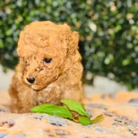 Rhythm, a male Poodle - Toy  for sale in Fulshear, TX – Photo 4 of 4