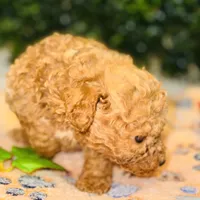 Rhythm, a male Poodle - Toy  for sale in Fulshear, TX – Photo 2 of 4