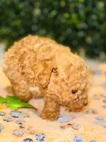 Rhythm, a male Poodle - Toy  for sale in Fulshear, TX – Photo 2 of 4