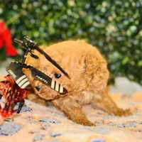 Rhythm, a male Poodle - Toy  for sale in Fulshear, TX – Photo 1 of 4