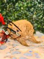 Rhythm, a male Poodle - Toy  for sale in Fulshear, TX – Photo 1 of 4