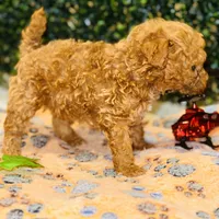 Rhythm, a male Poodle - Toy  for sale in Fulshear, TX – Photo 3 of 4