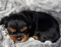 Max AKC, a male Cavalier King Charles Spaniel for sale in Benndale, MS – 3 of 9
