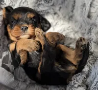 Max AKC, a male Cavalier King Charles Spaniel for sale in Benndale, MS – 5 of 9