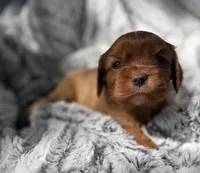 Roxanne AKC , a female Cavalier King Charles Spaniel for sale in Benndale, MS – 8 of 10